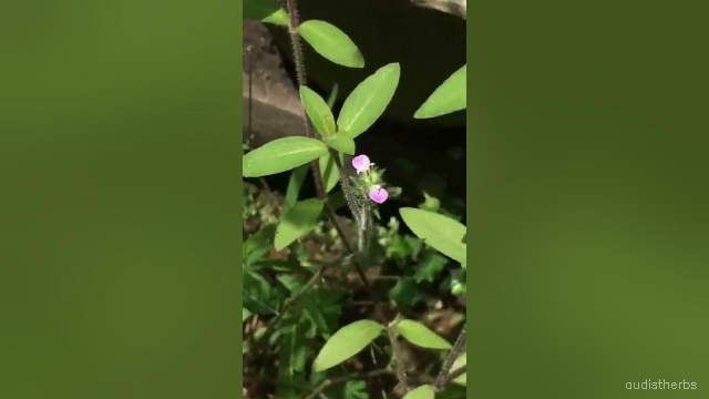 Rungia repens leaf3.jpg